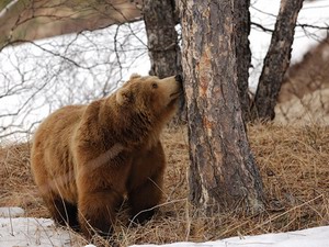 Поздравления на новый год короткие прикольные в стихах красивые