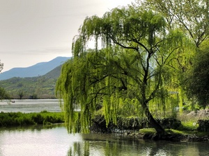 Willow: celtic tree (druids') lunar horoscope