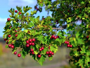 Hawthorn