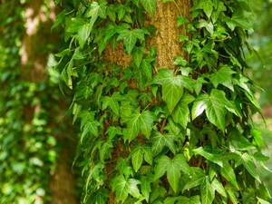 Ivy: celtic tree (druids') lunar horoscope