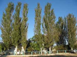 Poplar