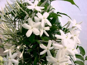 Jasmine: celtic tree (druids') solar horoscope