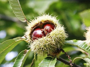 Chestnut: celtic tree (druids') solar horoscope