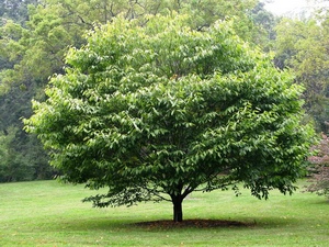 Hornbeam