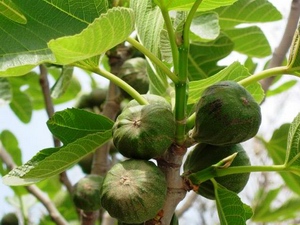 Fig