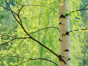 Birch