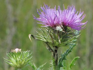 Thistle