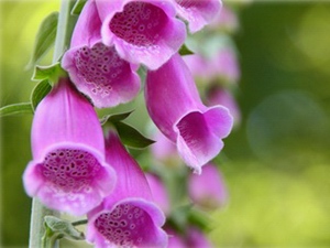 Digitalis