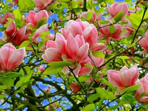 Magnolia