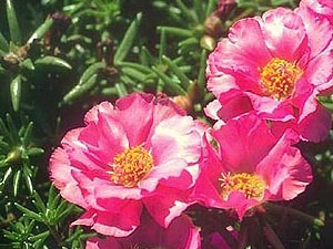 Purslane: flower horoscope