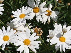 Chamomile