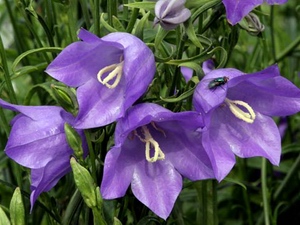 Campanula