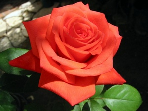 Роза: цветочный гороскоп