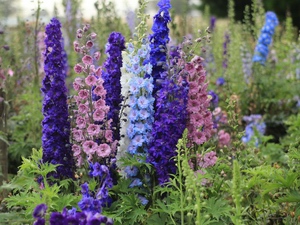 Delphinium