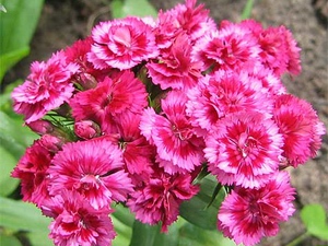 Carnation