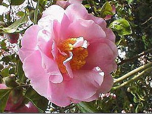 Camellia