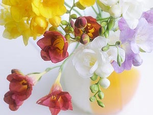 Freesia