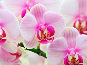 Orchid