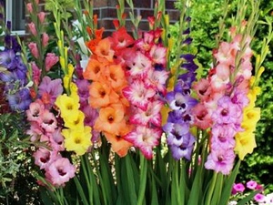 Gladiolus