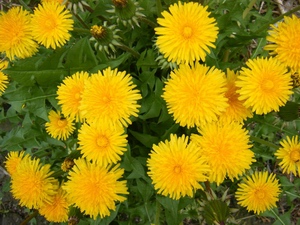 Taraxacum