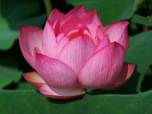 Lotus