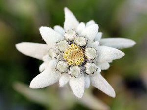 Edelweiss