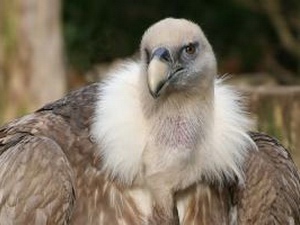 Vulture