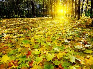 Осень: гороскоп по временам года