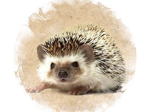 Hedgehog