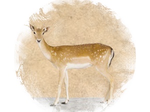 Fallow Deer