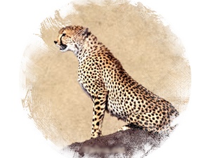 Cheetah