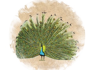 Peacock