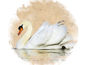 Swan: zoroastrian horoscope