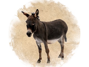 Donkey