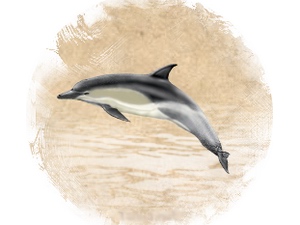 Dolphin