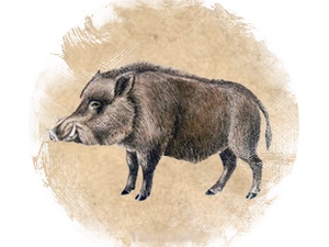 Wild Boar