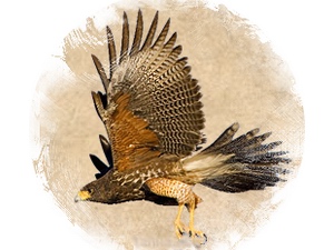 Falcon