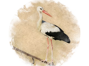 Stork