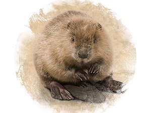 Beaver