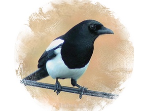 Magpie