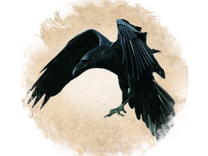 Raven