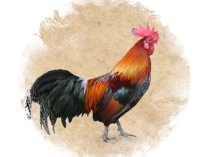 Rooster