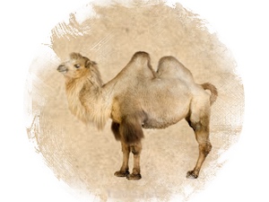 Camel